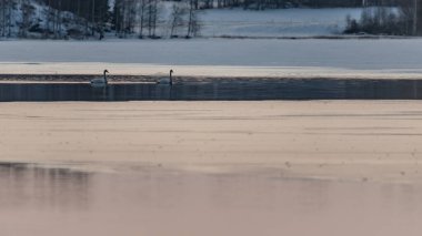 Finlandiya 'da donmuş gölün ortasında açık denizde yüzen iki kuğu.