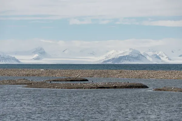 Sarkvidéki Havas Hegyek Madárkolóniával Elől Svalbardon — Stock Fotó