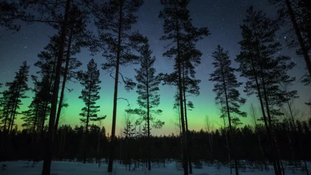 芬兰冬季从松树后面的地面到地面的绿色极光的时间差 — 图库视频影像