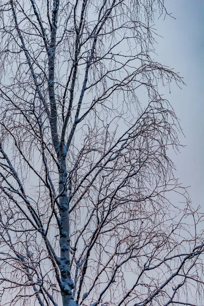 Finlandiya 'da kışın gri gökyüzüne karşı soğuk huş ağacı
