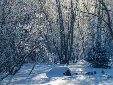Finlandiya 'da kışın gün ışığında soğuk ve karlı orman