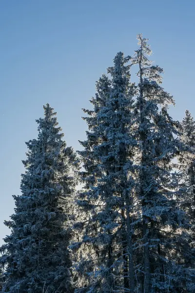 Finlandiya 'da kışın donuk ladin ağaçları ve arka planda mavi gökyüzü.
