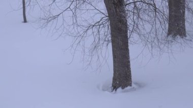 Finlandiya 'da kış mevsiminde kar fırtınasında ağaçların el kamerası görüntüleri