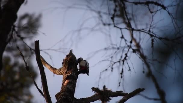 Finlandiya Kışın Ağaçtaki Ağaçkakan — Stok video