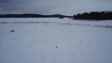 Finlandiya 'da kışın donmuş bir gölün karlı ve buzlu sularında süzülen sazlıklar üzerinde düşük seviyeli uçuş. Gökyüzünü kaplayan gri bulutlar.