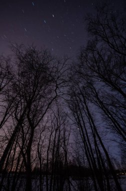 Finlandiya 'nın ormanlarında kışın yıldızlı gece gökyüzü