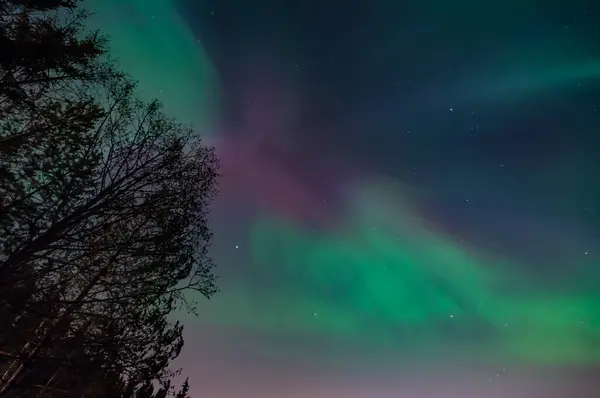 Finlandiya 'nın karanlık ormanları üzerinde mor ve yeşil aurora borealis