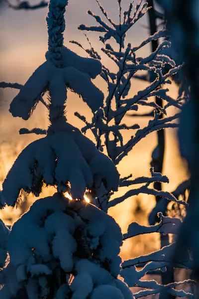 Morning Light Shining Snowy Branches Tree Forest Finland Stock Picture