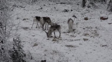 Laponya, Finlandiya 'da kar ormanlarında otlayan ren geyikleri