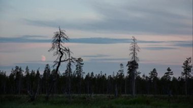 Lapland, Finlandiya 'da Luiro nehrinin kıyısındaki bir bataklıkta bir yaz gecesi.