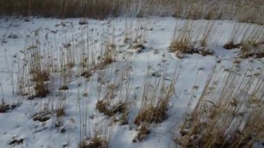 Vehmaanniemi, Sastamala, Finlandiya 'da buzla kaplı bir gölün sazlıklarındaki insansız hava aracı uçuşu.