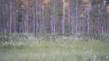 Finlandiya 'nın doğusundaki orman ve bataklıklardan yaklaşan kahverengi ayı