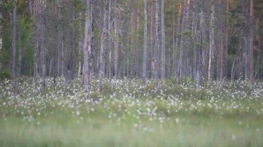 Doğu Finlandiya 'da ormanların ve bataklıkların arkasında yürüyen kahverengi bir ayı.