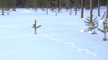 Finlandiya 'da donmuş bir gölün ormanlık kıyısı ve kışın karda yol alan üç ayaklı çekim.