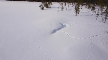 Finlandiya 'nın kış ormanlarında kar üzerinde ilerlerken hayvan izleri görülür.