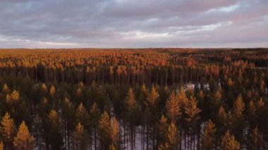 Finlandiya 'da kış öğleden sonra ormanın vahşi doğası üzerinde alçalan uçuş