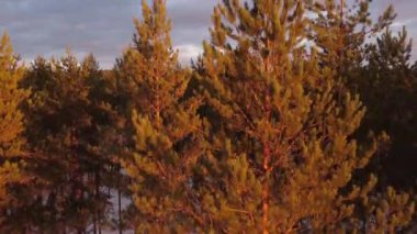 Finlandiya 'da kış aylarında ormanların ıssız bölgelerinde akşam uçuşu