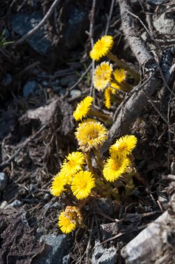 Finlandiya 'da ilkbaharda ilk çiçekler