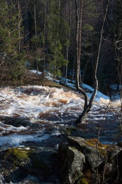 Finlandiya 'da ormanlarda bahar sel gibi akar.