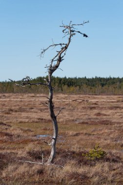 Finlandiya 'nın Pomarkku kentindeki Isoneva' nın sulak alanlarında yalnız ve kurumuş bir ağaç.