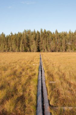 A wooden causeway through bogs in autumn in Siikaneva, Ruovesi, Finland clipart