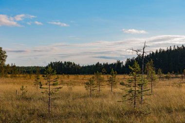 Bogs with trees in autumn in Siikaneva, Ruovesi, Finland clipart