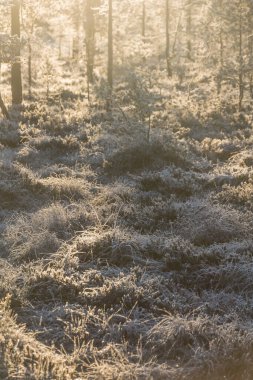 Finlandiya 'da düşük kış günışığında soğuk orman