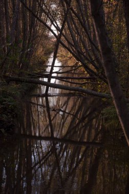 Batı Finlandiya 'da küçük bir su yolu içinde ve çevresinde ağaçlar