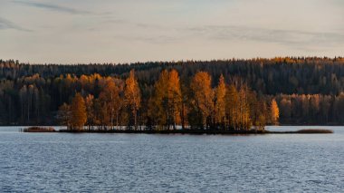 Finlandiya 'da göl kenarında sarı sonbahar renkleriyle orman manzarası