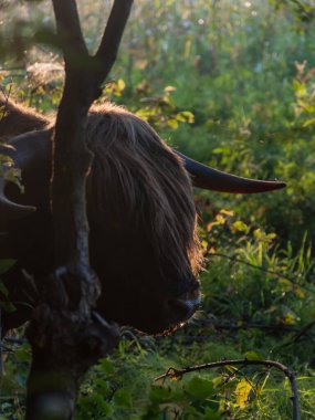 Sabah ışığı Finlandiya 'da küçük bir ağacın arkasındaki dağ boğasının saçlarına vuruyor.