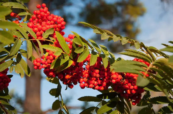 Kırmızı meyve ve yeşil ağaç yaprakları (sorbus aucuparia)