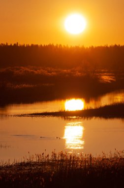 Sabahın erken saatlerinde Finlandiya 'nın Pori şehrinde bir nehir deltasının sulak alanlarında gün ışığı.
