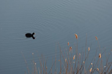 Pori, Finlandiya 'da ilkbaharda nehir deltasındaki sabah kuşu
