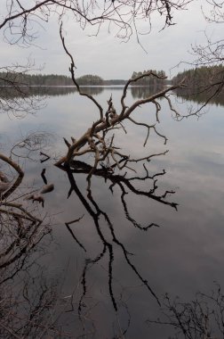 Yaşlı ölü ve kurumuş ağaç Güney Finlandiya 'da bir gölde