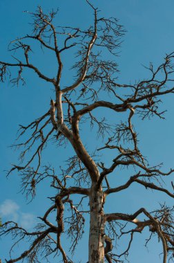 Finlandiya 'da mavi gökyüzüne karşı ölü bir çam ağacı