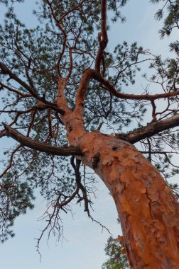 A pine tree trunk seen from below in the forests of Finland clipart