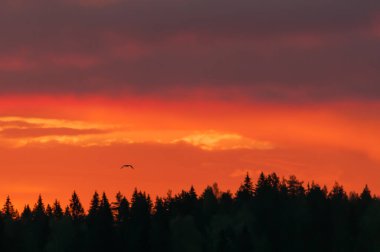 Early summer night by a lake in the forests of Finland clipart