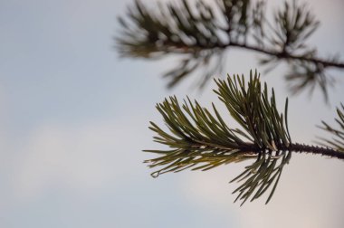 Finlandiya ormanlarında ilkbaharda üzerlerine su damlaları konan çam iğneleri