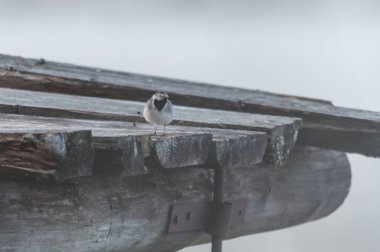 Finlandiya 'da ilkbaharda sabah sisinde yaşlı, ahşap bir iskelede yalnız bir kuş.