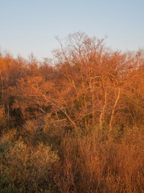 Batı Finlandiya 'da baharda doğan güneşin renklendirdiği ağaçlar