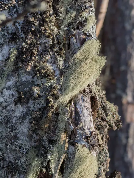 Lichen, Finlandiya ormanlarındaki yaşlı bir ağaçta.