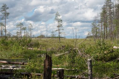 Finlandiya 'nın doğusunda kısmen bulutlu bir yaz gününde orman bataklıkları manzarası