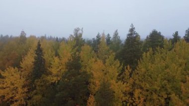 Finlandiya 'da sonbahar ağaçlı sisli bir gölün hava gösterimi