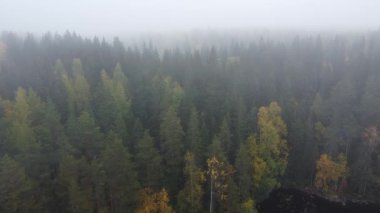 Finlandiya 'da sonbahar ağaçları olan sisli bir gölün kıyısındaki ormanların üzerinde uçmak