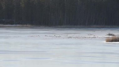 Turnalar, Finlandiya ormanlarındaki donmuş bir gölün ıslak buzunun üzerinde bahar sabahının erken saatlerinde