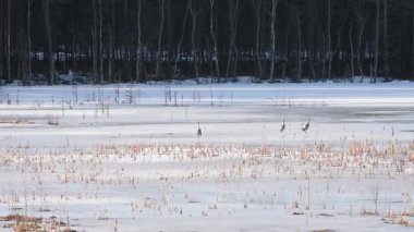 Turnalar, Finlandiya ormanlarındaki donmuş bir gölün ıslak buzunun üzerinde bahar sabahının erken saatlerinde