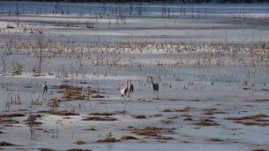 Turnalar, Finlandiya ormanlarındaki donmuş bir gölün ıslak buzunun üzerinde bahar sabahının erken saatlerinde