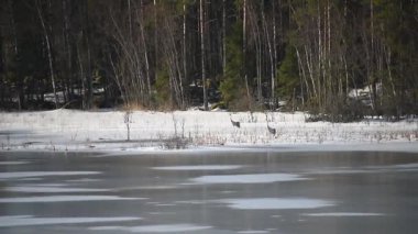 Turnalar, Finlandiya ormanlarındaki donmuş bir gölün ıslak buzunun üzerinde bahar sabahının erken saatlerinde