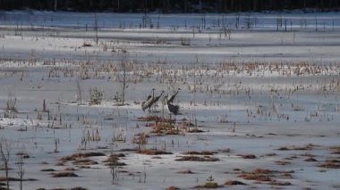 Turnalar, Finlandiya ormanlarındaki donmuş bir gölün ıslak buzunun üzerinde bahar sabahının erken saatlerinde
