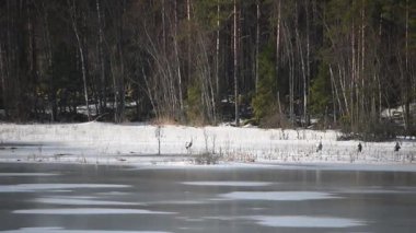 Turnalar, Finlandiya ormanlarındaki donmuş bir gölün ıslak buzunun üzerinde bahar sabahının erken saatlerinde